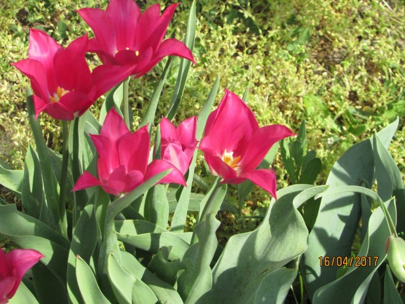  - DIN GRĂDINA DE FLORI ȘI LEGUME - 2017