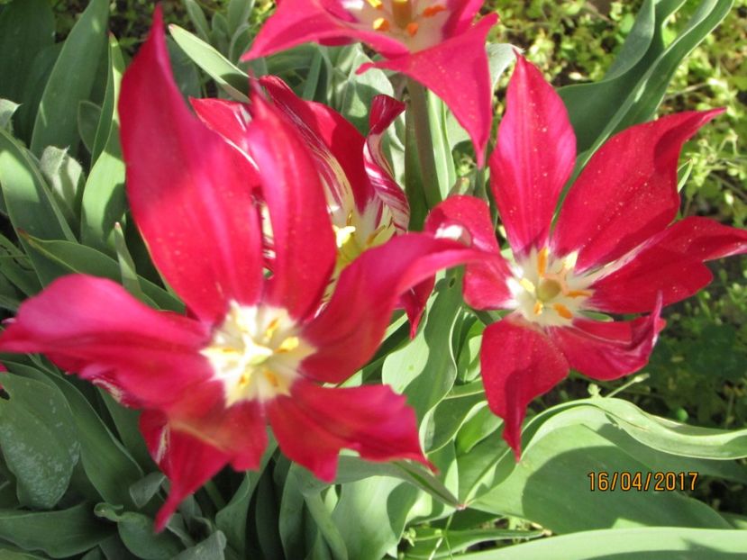  - DIN GRĂDINA DE FLORI ȘI LEGUME - 2017