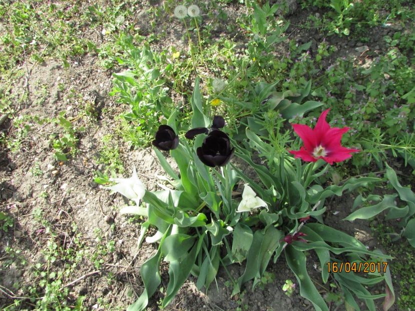  - DIN GRĂDINA DE FLORI ȘI LEGUME - 2017