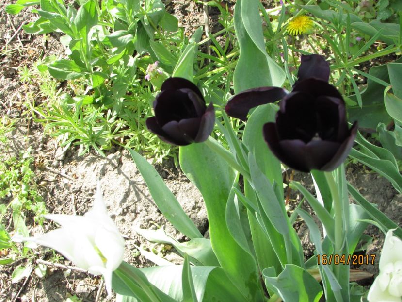  - DIN GRĂDINA DE FLORI ȘI LEGUME - 2017