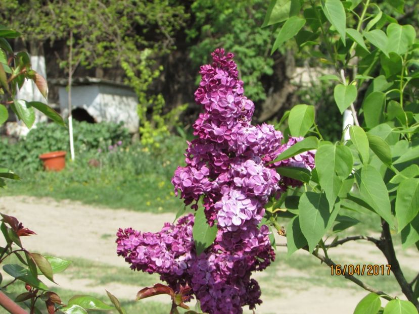  - DIN GRĂDINA DE FLORI ȘI LEGUME - 2017
