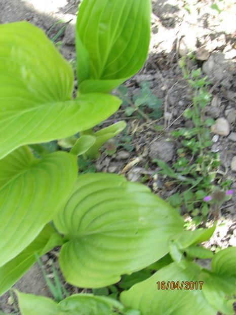  - DIN GRĂDINA DE FLORI ȘI LEGUME - 2017