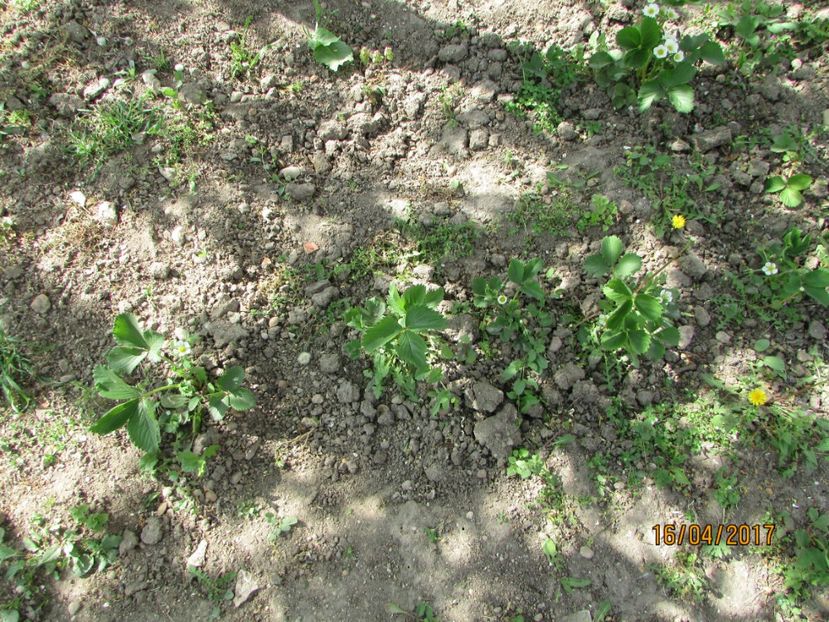  - DIN GRĂDINA DE FLORI ȘI LEGUME - 2017