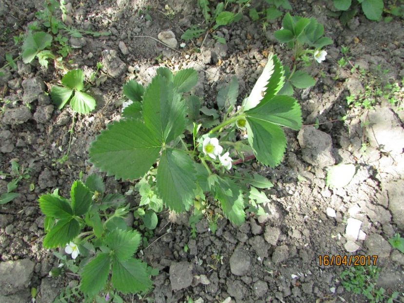  - DIN GRĂDINA DE FLORI ȘI LEGUME - 2017