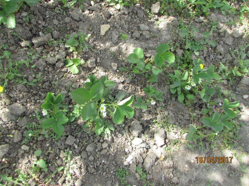  - DIN GRĂDINA DE FLORI ȘI LEGUME - 2017