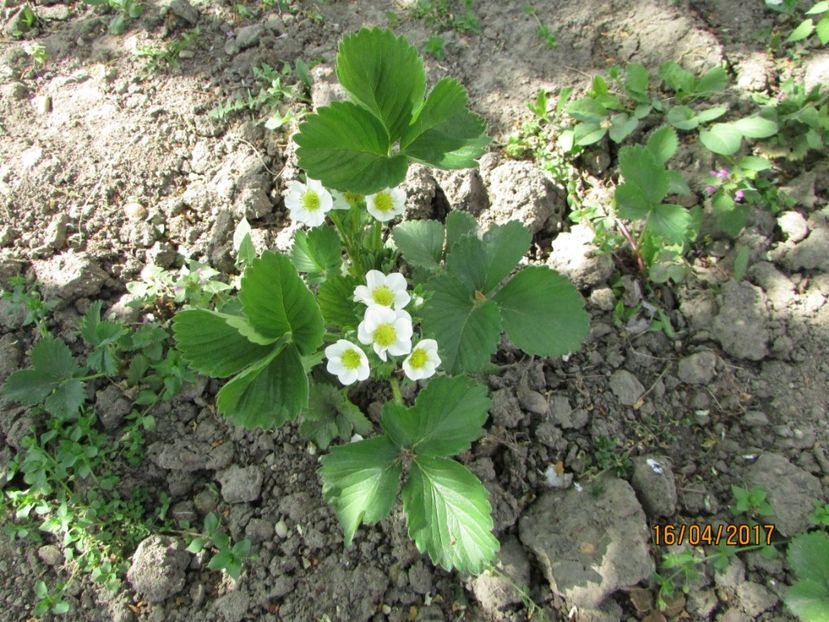  - DIN GRĂDINA DE FLORI ȘI LEGUME - 2017