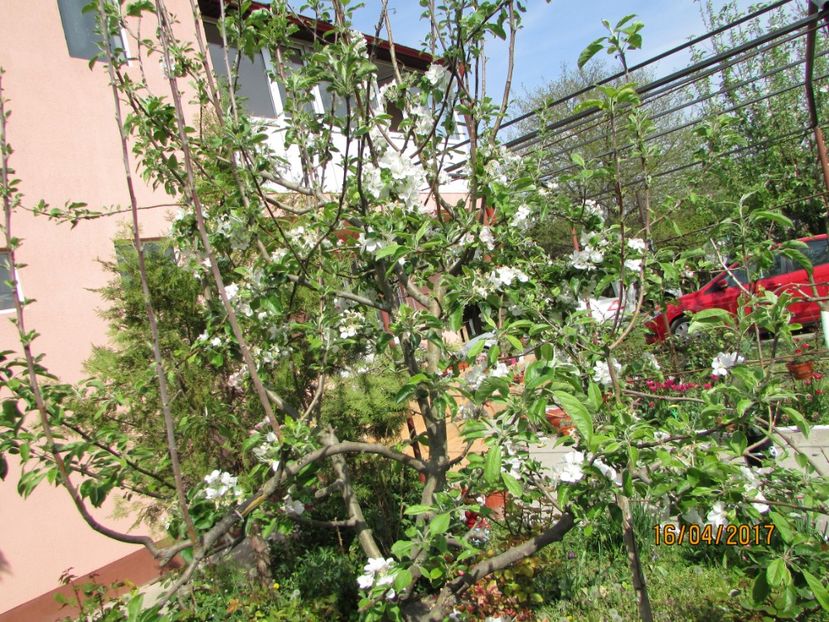  - DIN GRĂDINA DE FLORI ȘI LEGUME - 2017