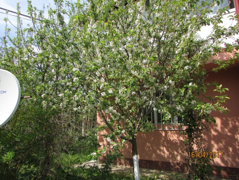  - DIN GRĂDINA DE FLORI ȘI LEGUME - 2017