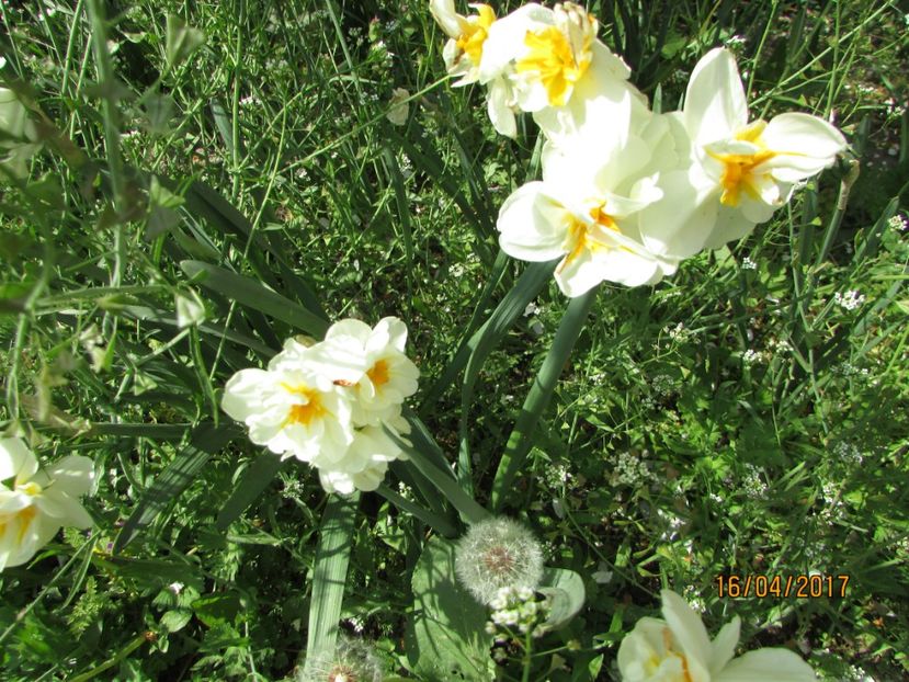  - DIN GRĂDINA DE FLORI ȘI LEGUME - 2017