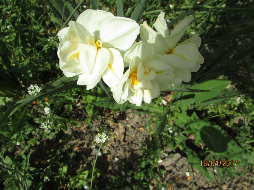 - DIN GRĂDINA DE FLORI ȘI LEGUME - 2017