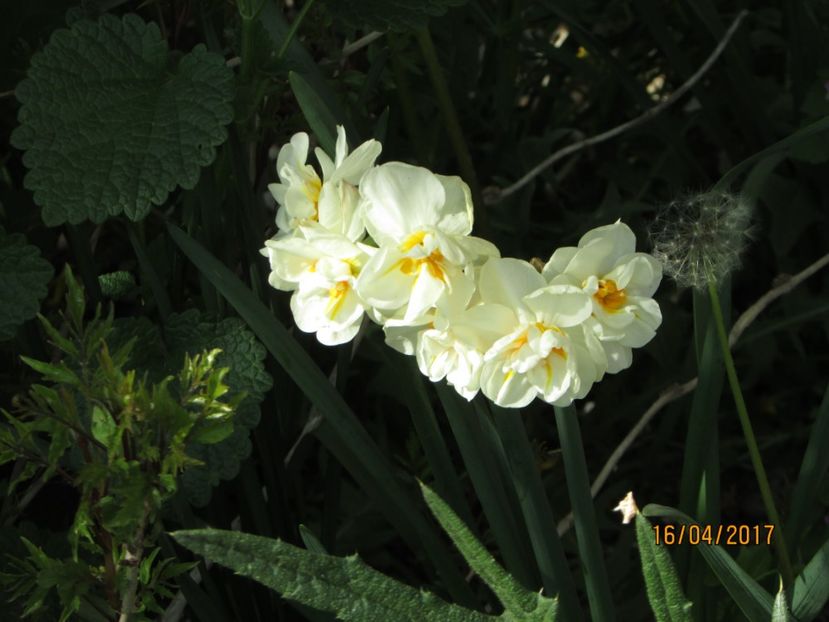  - DIN GRĂDINA DE FLORI ȘI LEGUME - 2017