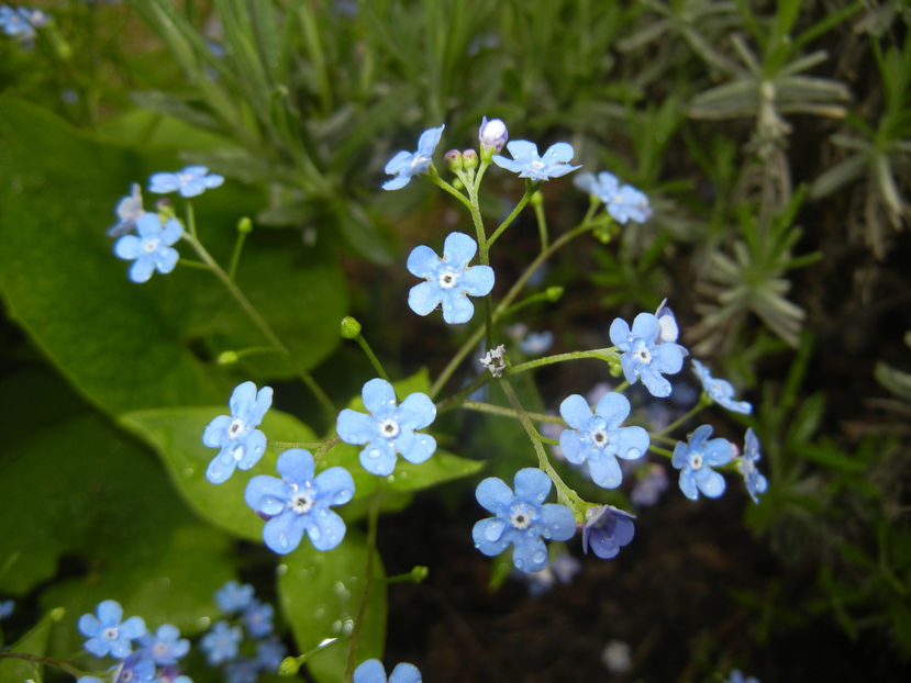 Brunnera macrophylla (2015, May 02) - BRUNNERA Macrophylla