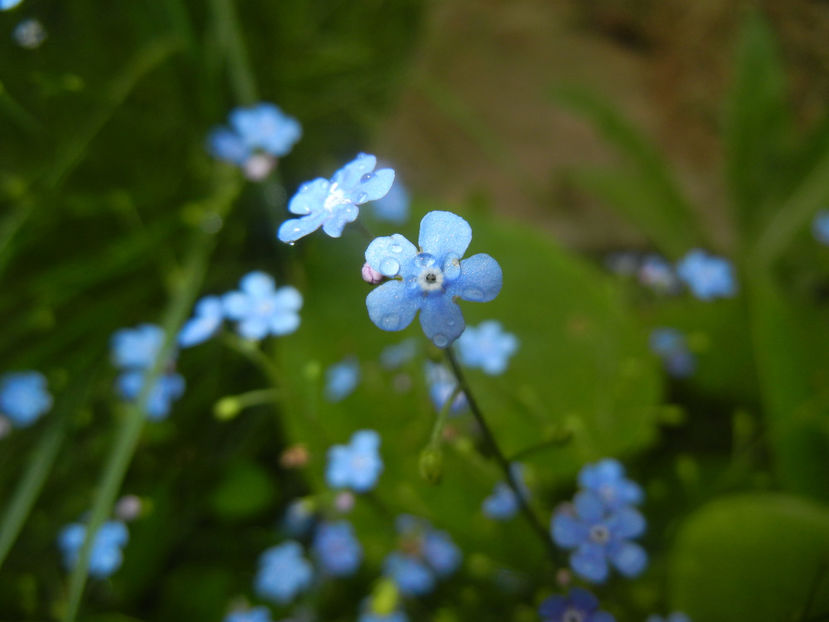 Brunnera macrophylla (2015, May 02) - BRUNNERA Macrophylla