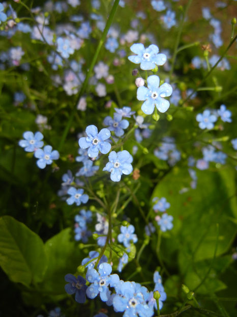 Brunnera macrophylla (2015, May 02) - BRUNNERA Macrophylla