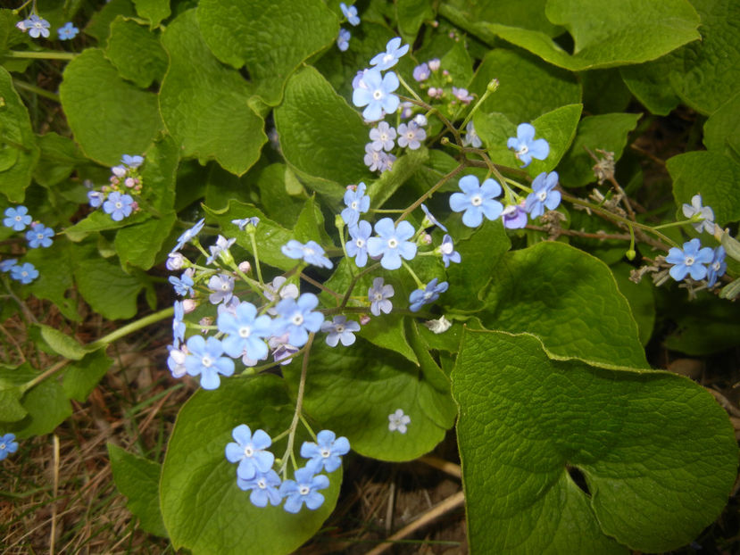 Brunnera macrophylla (2017, April 05) - BRUNNERA Macrophylla