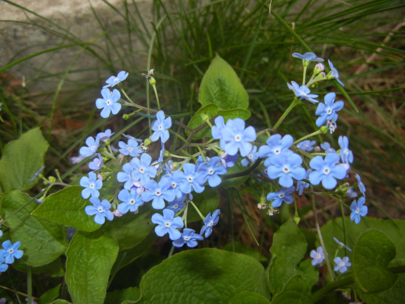 Brunnera macrophylla (2017, April 05) - BRUNNERA Macrophylla