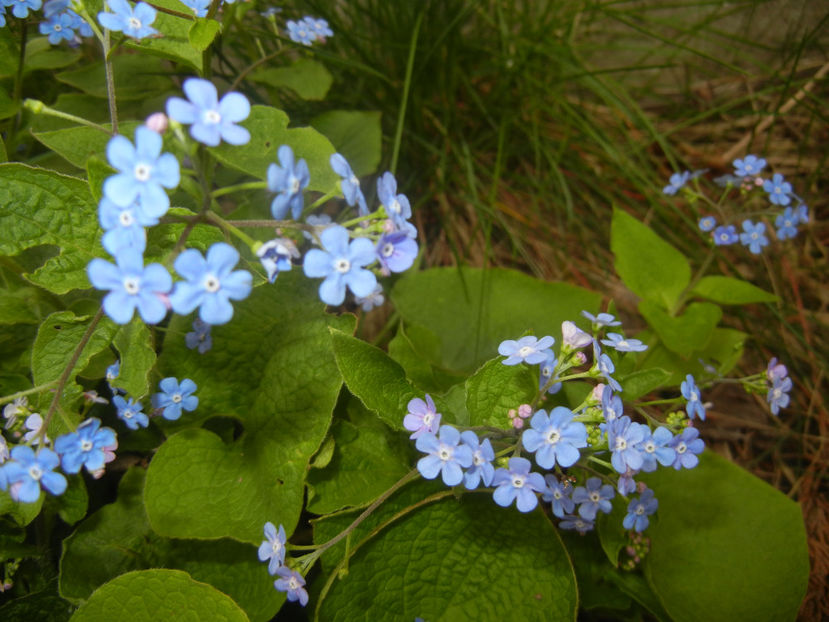 Brunnera macrophylla (2017, April 05) - BRUNNERA Macrophylla