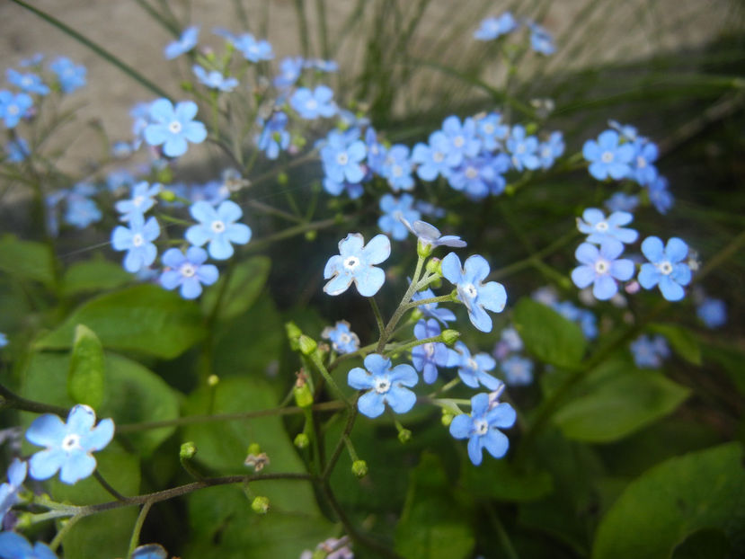 Brunnera macrophylla (2017, April 10) - BRUNNERA Macrophylla