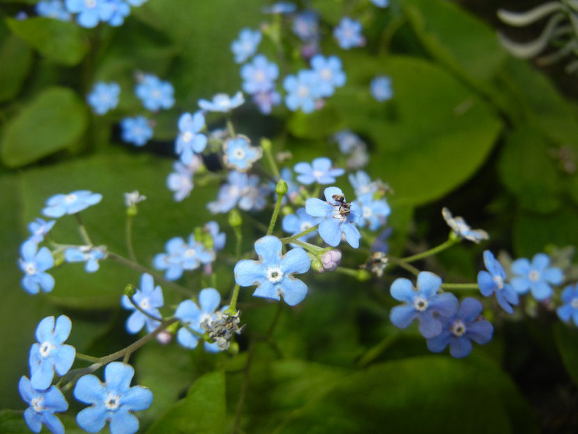 Brunnera macrophylla (2017, April 10) - BRUNNERA Macrophylla