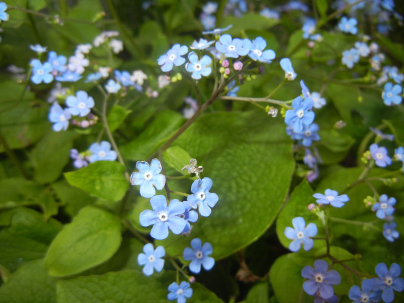 Brunnera macrophylla (2017, April 10) - BRUNNERA Macrophylla