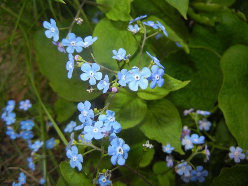 Brunnera macrophylla (2017, April 10) - BRUNNERA Macrophylla