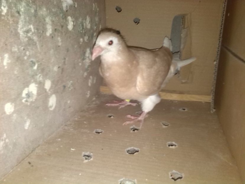  - Album  GALBENI__PIESE__standard