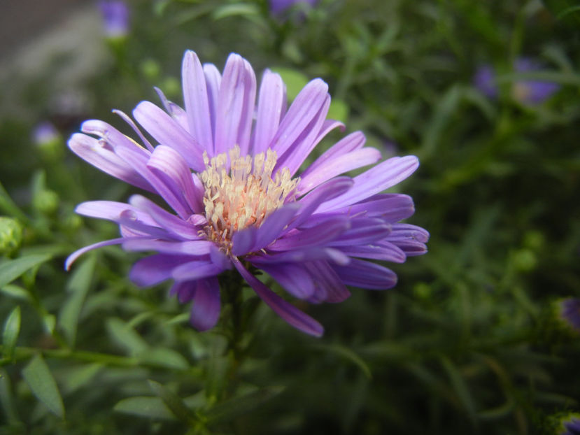 Blue Aster (2016, September 18) - Aster Blue