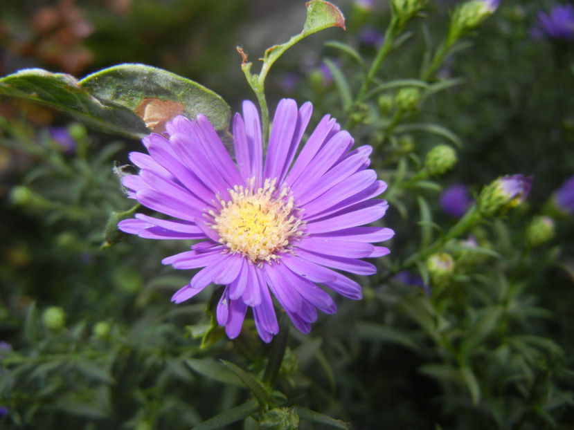 Blue Aster (2016, September 18) - Aster Blue