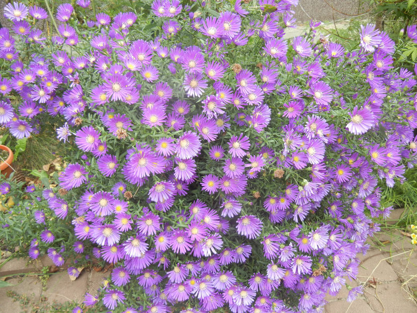 Blue Aster (2016, October 06) - Aster Blue