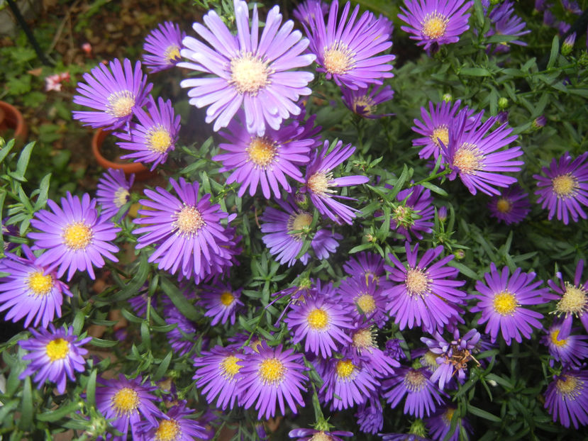 Blue Aster (2016, October 06) - Aster Blue