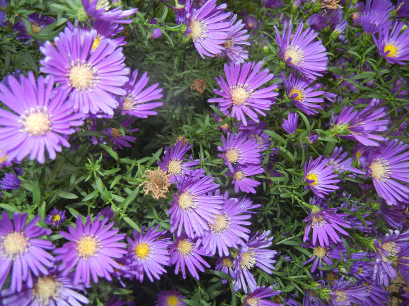 Blue Aster (2016, October 06) - Aster Blue