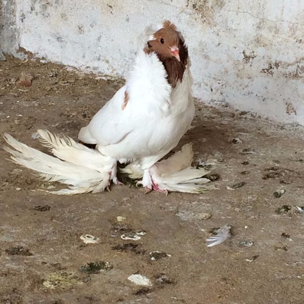  - DE Vanzare Cap De Maur Galben