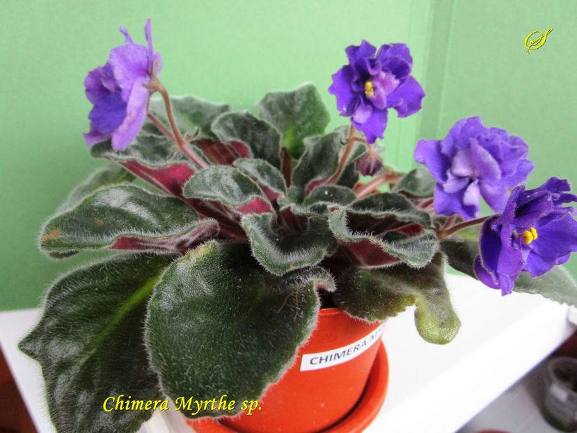 Chimera Myrthe  sport(16-04-2017) - Violete 2017