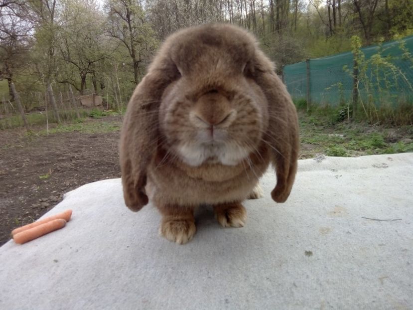  - ARHIVA IEPURI ce am avut câteva exemplare