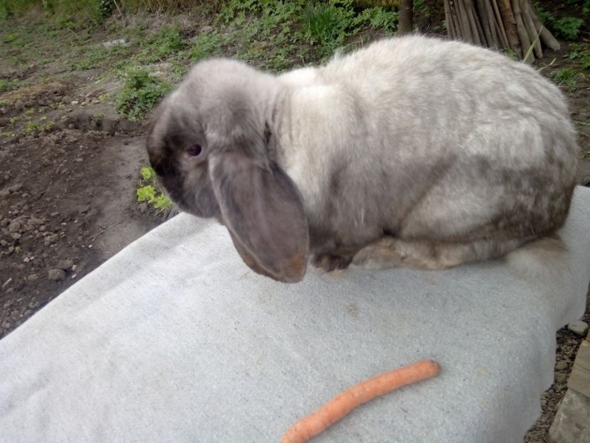  - ARHIVA IEPURI ce am avut câteva exemplare