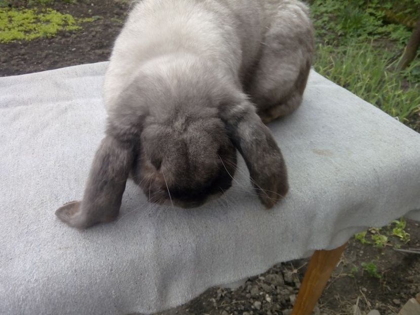  - ARHIVA IEPURI ce am avut câteva exemplare