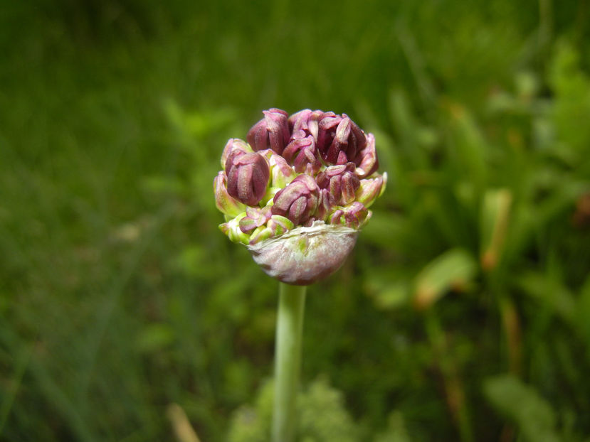 Allium atropurpureum (2015, May 11) - Allium atropurpureum