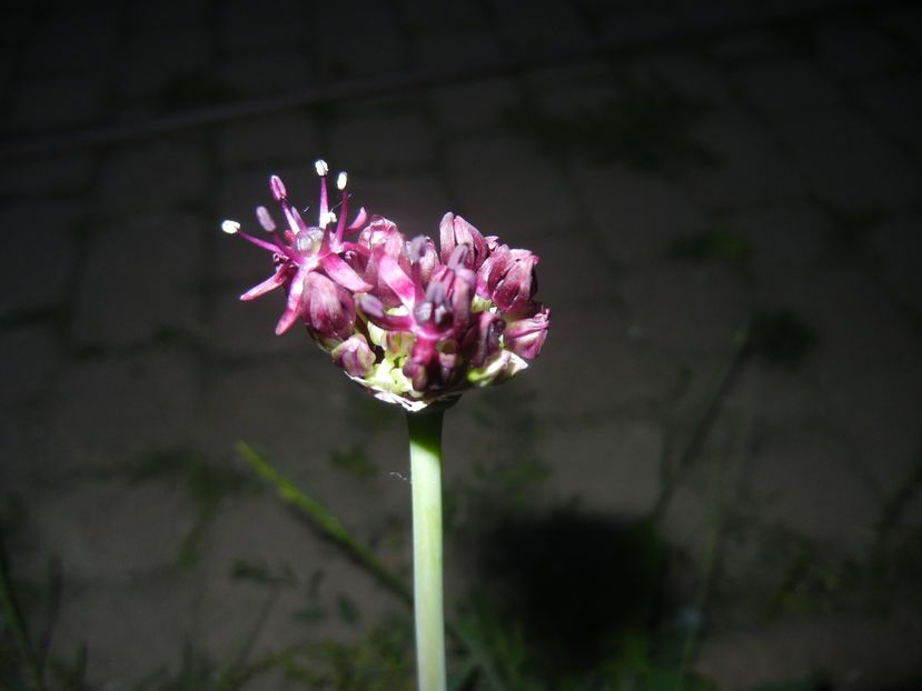 Allium atropurpureum (2015, May 13) - Allium atropurpureum
