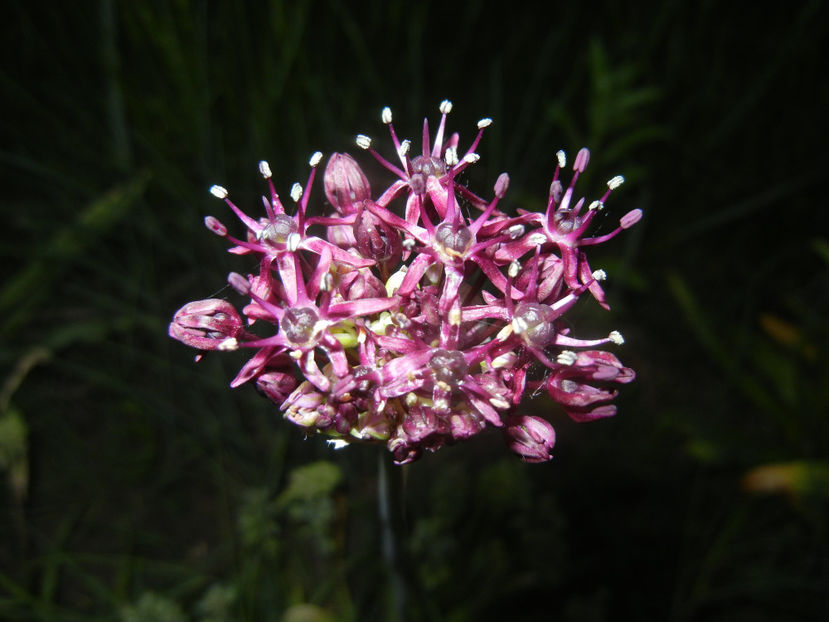 Allium atropurpureum (2015, May 15) - Allium atropurpureum