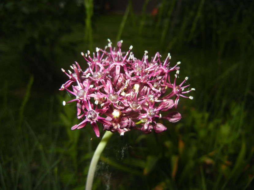 Allium atropurpureum (2015, May 17) - Allium atropurpureum