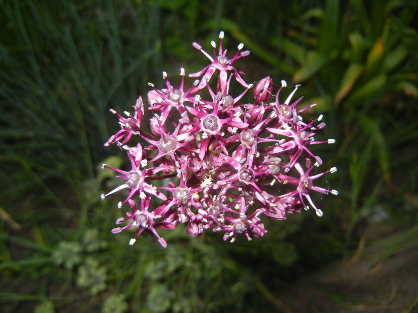 Allium atropurpureum (2015, May 17) - Allium atropurpureum