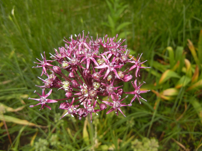 Allium atropurpureum (2015, May 20) - Allium atropurpureum