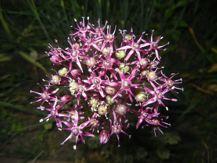Allium atropurpureum (2015, May 21) - Allium atropurpureum