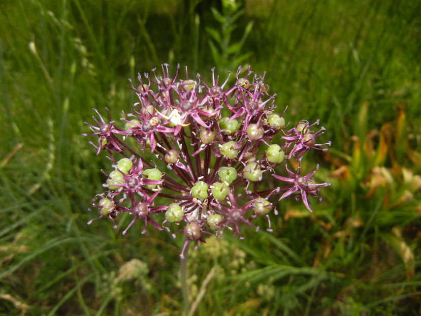 Allium atropurpureum (2015, May 24) - Allium atropurpureum