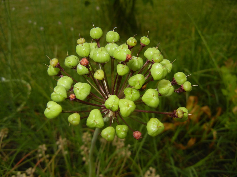 Allium atropurpureum (2015, June 05) - Allium atropurpureum