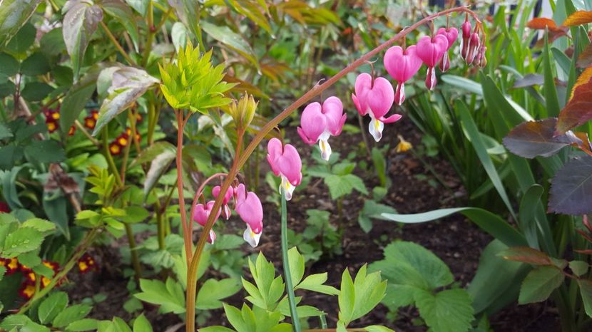  - DICENTRA