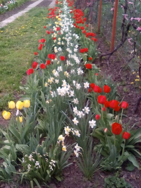  - Cel mai frumosi pui