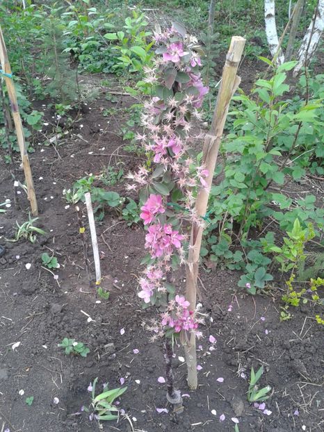 mar 1- columnar rosu - Pomi fructiferi columnari si pitici 2017