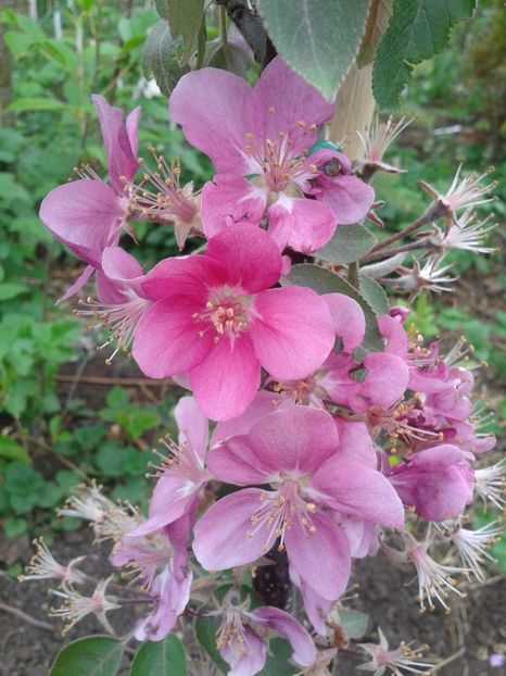 mar columnar rosu - Pomi fructiferi columnari si pitici 2017