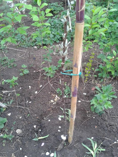 mar 2- columnar Traian - Pomi fructiferi columnari si pitici 2017